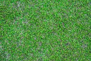 Football field green grass pattern textured background , textured grass for background photo