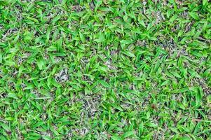 Football field green grass pattern textured background , textured grass for background photo