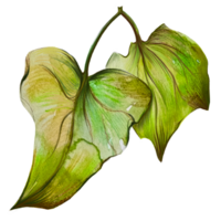 ivy leaves watercolor illustration png