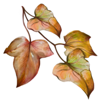 dry dead ivy leaves illustration png