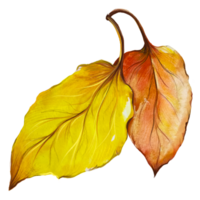 dry leaf macro watercolor illustration png