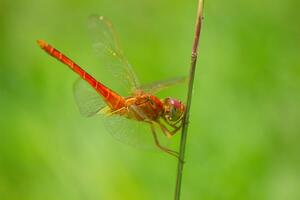 un oscuro rojo libélula o capung merah tua o crocothemis eritrea foto