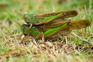 dos insectos o errante saltamontes o locusta migratoria foto