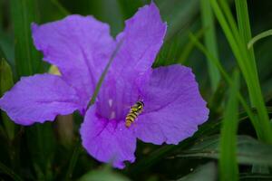 lebah o abeja o apoidos es encaramado en un púrpura Rosa foto