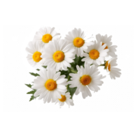 daisy flowers on transparent background ai generated png