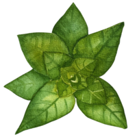 aquarelle vert nourriture herbes png