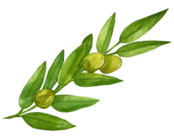 acuarela verde comida hierbas png