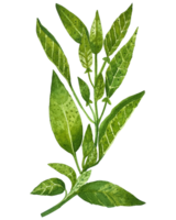 acquerello verde cibo erbe aromatiche png