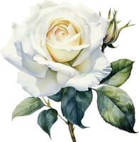 watercolor drawing, white rose flower. illustration in realism style, vintage vector