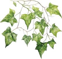 watercolor drawing, branches and leaves of ivy. realistic illustration isolated on white background vector