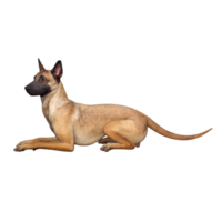 Hund isoliert 3d png