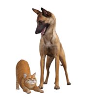 Dog and cat friends png