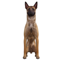 Hund isoliert 3d png