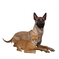 Dog and cat friends png