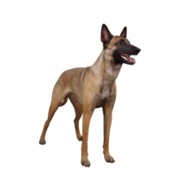 Hund isoliert 3d png