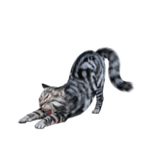 Katze isoliert 3d png