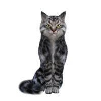 gato isolado 3d png