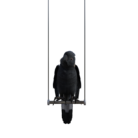 cockatoos bird isolated 3d png