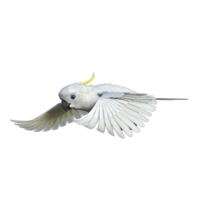 Kakadus Vogel isoliert 3d png