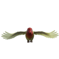 Lovebird animal isolated 3d png