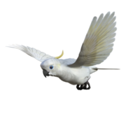 cockatoos bird isolated 3d png