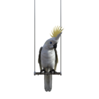 cockatoos bird isolated 3d png