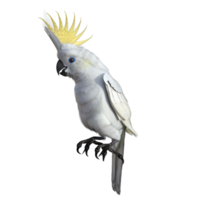 cockatoos bird isolated 3d png