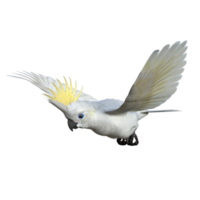 cockatoos bird isolated 3d png