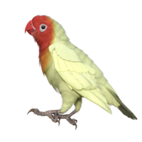 periquito animal aislado 3d png