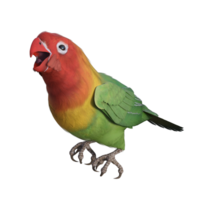 Lovebird animal isolated 3d png