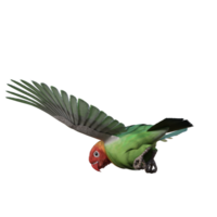 pappagallino verde africano animale isolato 3d png
