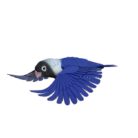 periquito animal isolado 3d png