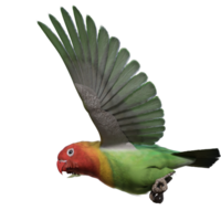 pappagallino verde africano animale isolato 3d png