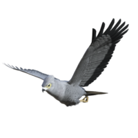 faucon oiseau isolé 3d png