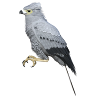 Hawk bird isolated 3d png