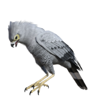 faucon oiseau isolé 3d png