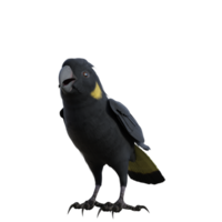 uccello cacatua isolato 3d png