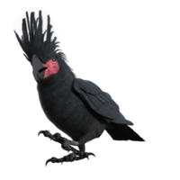 uccello cacatua isolato 3d png