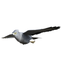 faucon oiseau isolé 3d png