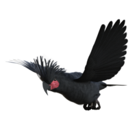 uccello cacatua isolato 3d png