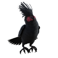 uccello cacatua isolato 3d png