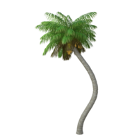 palma árbol aislado 3d png