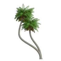 palma árbol aislado 3d png