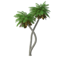 paume arbre isolé 3d png