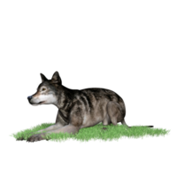 Loup animal isolé 3d png