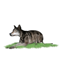 wolf dier geïsoleerd 3d png