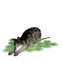 lupo animale isolato 3d png