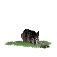 lobo animal aislado 3d png