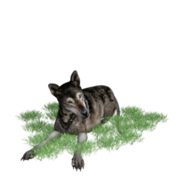 Loup animal isolé 3d png