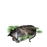 Wolf animal isolated 3D png